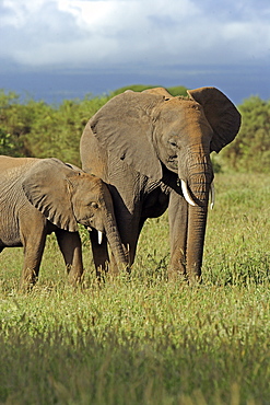 African Elephants (Loxodonta africana) wild adult female and juvenile. Amboseli National Park, Kenya.