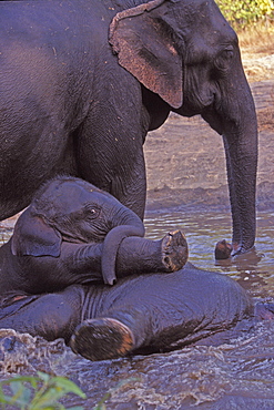 Asian Elephant, Indian Elephants (Elephas maximus indicus) captive adult female and juveniles. Bandhavgarh Tiger Reserve, India.