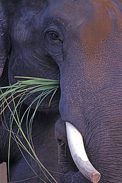 Asian Elephant, Indian Elephant (Elephas maximus indicus) captive adult male. Bandhavgarh Tiger Reserve, India.