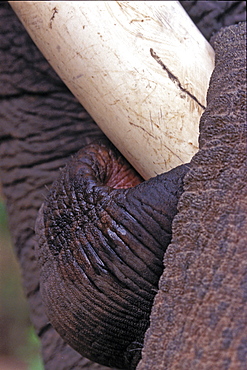 Asian Elephant, Indian Elephant (Elephas maximus indicus) captive adult male. Bandhavgarh Tiger Reserve, India.