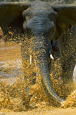 African Elephant (Loxodonta africana) wild adult male. Phinda Reserve, South Africa.