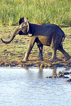 African Elephant (Loxodonta africana) wild juvenile. Phinda Reserve, South Africa.