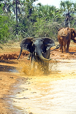 African Elephants (Loxodonta africana) wild adult males. Phinda Reserve, South Africa.