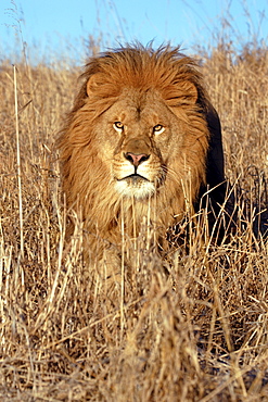 African Lion (Panthera Leo) captive adult male. Bozeman, Montana.