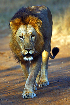 African Lion (Panthera Leo) wild adult male. Phinda Reserve, South Africa.