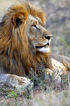 African Lion (Panthera Leo) wild adult male. Phinda Reserve, South Africa.