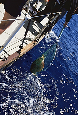 Loggerhead Turtle (Caretta caretta) being captured for tagging project. Azores