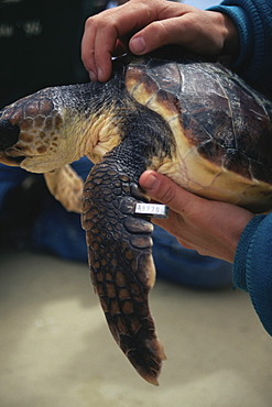 Loggerhead Turtle (Caretta caretta) with flipper tag. Azores