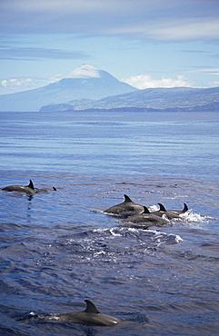 Atlantic Spotted Dolphin (Stenella frontalis) in front of Pico. Azores