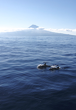 Spotted Dolphin, Stenella frontalis, swimming with Pico Island in the background. Azores