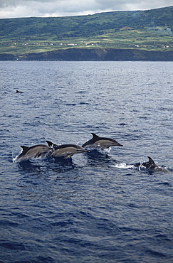 Short-beaked Common Dolphin (Delphinus delphis) in front of Faial. Azores