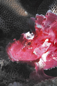 Leaf fish (Taenianotus triacanthus) purple/pink member of scorpeonfish family showing much detail, Mabul, Borneo, Malaysia