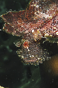 Leaf fish (Taenianotus triacanthus) brownk member of scorpeonfish family showing much detai and red eyel, Mabul, Borneo, Malaysia