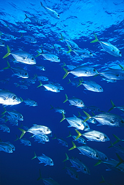 Horse Eye Jacks (Caranx latus), large school of fish, Cayman Islands, Caribbean