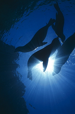  Californian Sealions (Zalophus californianus), four animals in silhouette, La Paz, Mexico, Sea of Cortez.