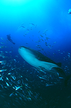 Whaleshark (Rhyncodon typus), looking upwards with large school of fish and Scuba Diver, Seychelles, Indian Ocean