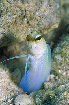 Yellow head jawfish (Opistognattus aurifrons), retreating into hole with head and fins exposed, Cayman Islands, Caribbean