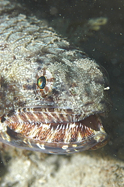 Lizardfish ( Synodus variegatus), detail of head showing jaws and teeth, Rangiroa, French Polynesia