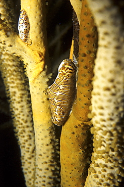 Fingerprint Cyphoma (Cyphoma signatum) and Flamingo Tongue behind on soft coral stem, Cayman Brac, Cayman Islands, Caribbean.