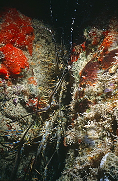 Guinea chick lobsters. Bermuda.