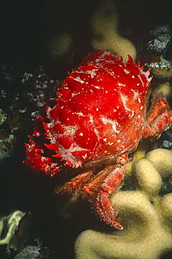 Red-ridged clinging crab (mithrax forceps). Cayman Islands.