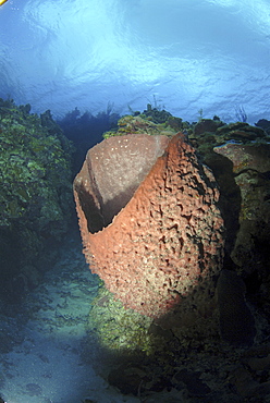 Barrel sponge (Xestospongia muta), large barrel sponge in spur and groove reef, Little Cayman Island, Cayman Islands, Caribbean