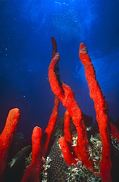 Red rope Sponge. Mexico.