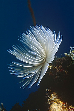 Featherduster Worm (Sabellastarte sanctijosephi),beautiful fan at full stretch with dark blue background, Seychelles.