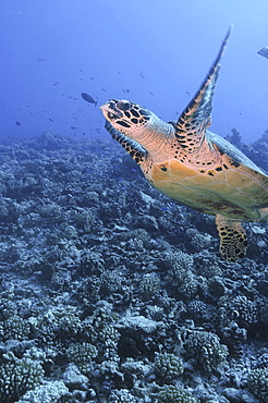 Green Turtle (Chelonia mydas), swimming over coral reef, Rangiroa, French Polynesia