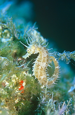 Mediterranean Seahorse. Gozo, Malta.