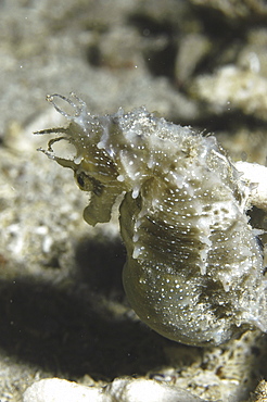 Long-snout Sea Horse (Hoppocampus ramulosus) pregnant male with eggs in brood pouch, Malta, Mediterranean