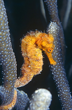 Longsnout Seahorse (Hippocampus reidi), yellow in colour with tail wrapped around coral, Cayman Islands, caribbean