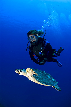 Hawksbill Turtle (Eretmochelys imbriocota), swimming in open water with scuba diver,  Little Cayman Island, Cayman Island, Caribbean