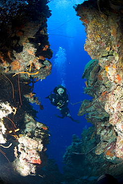 Diver on tropical coral reef and caverns, Maria La Gorda, Cuba, Caribbean