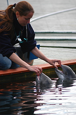 Trainer with two captive Harbour porpoises (Phocoena phocoena) Kerteminde, Denmark   (RR)