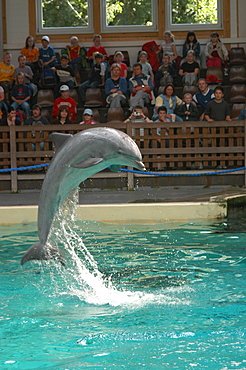 Captive Bottlenose dolphin (Tursiops truncatus) leaping in indoor show pool, Muenster Zoo, Germany   (RR)