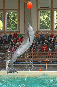 Captive Bottlenose dolphin (Tursiops truncatus) performing in indoor show pool, Muenster Zoo, Germany   (RR)