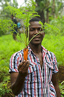 Carrots grown at high elevation close to the equator in Sao Tome, Sao Tome and Principe, Africa