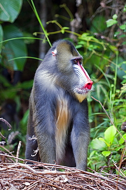 Male mandrill (Mandrill sphinx), Parc de la Lekedi, Haut-Ogooue, Gabon, Africa