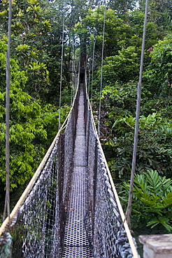 Canopy walkway at Atta Rainforest Lodge near Iwokrama, Guyana, South America