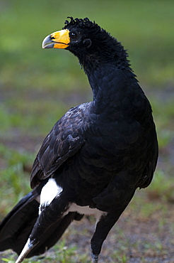 Black curassow (Crax alector), Atta Rainforest Lodge, Guyana, South America