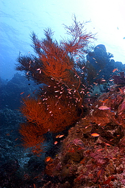 Anthias (Anthias squamipinnis) and Soft Coral. Malaysia   (RR)