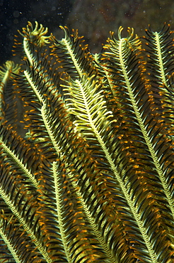 Crinoid (Chromatolida sp).  Borneo, Malaysia   (RR)