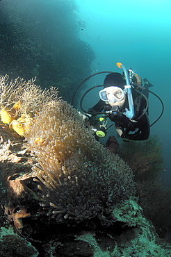 Diver and anenome/clownfish.  Borneo, Malaysia   (RR)