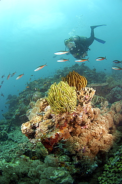 Diver and Crinoid sp. (Chromatolida sp).  , Malaysia   (RR)