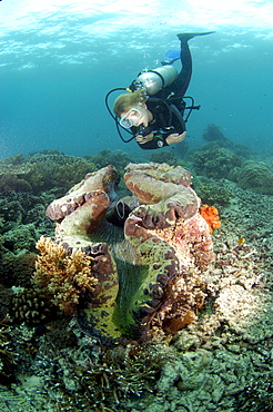 Diver and Giant Clam (Tridacna sp).  Malaysia   (RR)