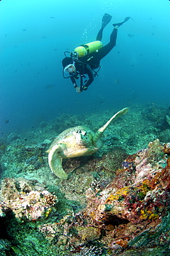 Diver and Green Turtle (Chelonia mydas).  Borneo, Malaysia   (RR)