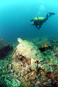 Diver and Green Turtle (Chelonia mydas).  Borneo, Malaysia   (RR)