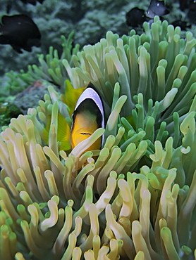 Red Sea anemonefish (Amphiprion bicinctus) in a Magnificent anemone (Heteractis magnifica). Anemone City, Sharm El Sheikh, South Sinai, Red Sea, Egypt.