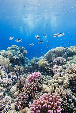 Hard coral and tropical reef scene, Ras Mohammed National Park, off Sharm el Sheikh, Sinai, Egypt, Red Sea, North Africa, Africa